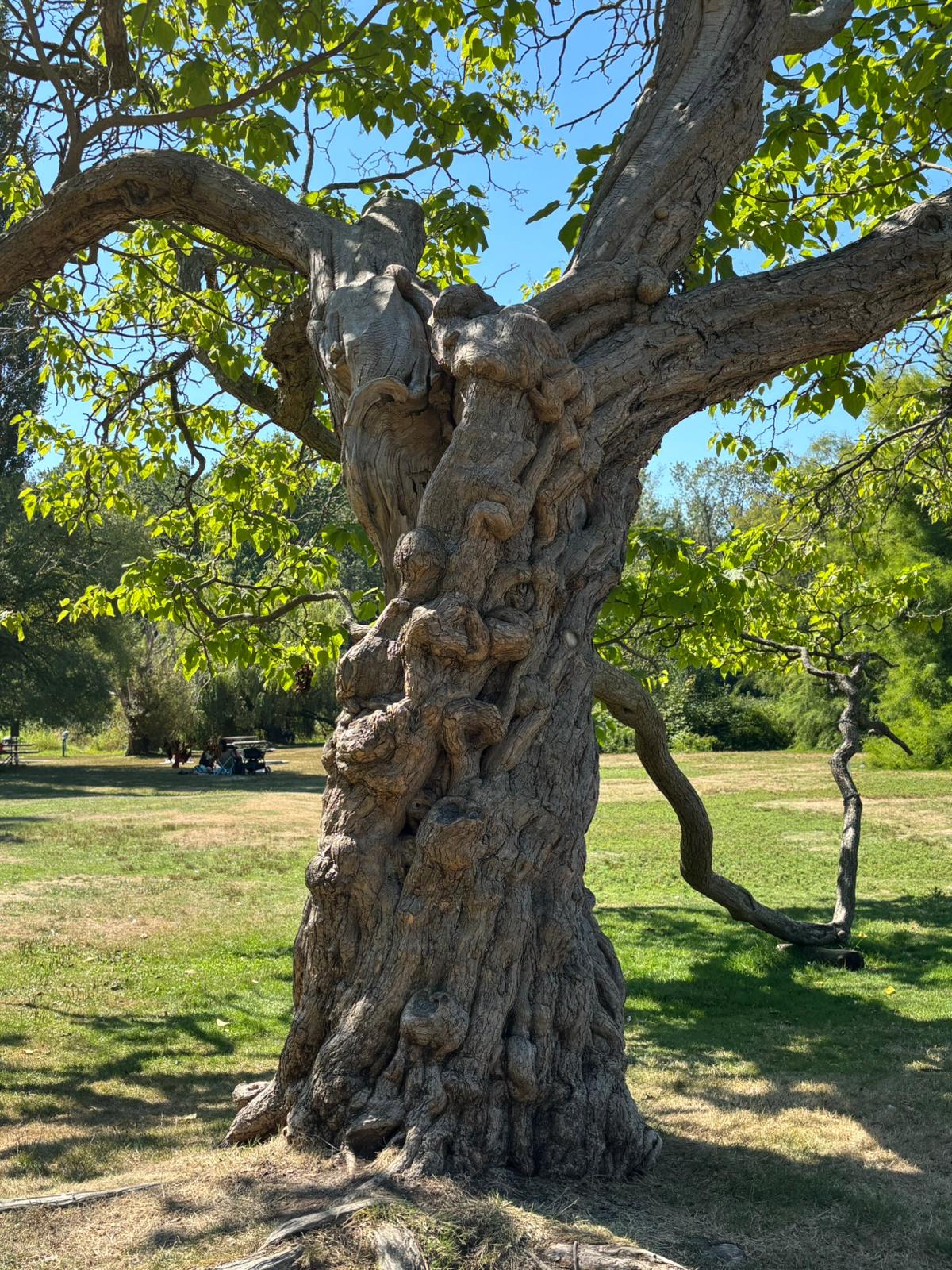 Tree textured trunk